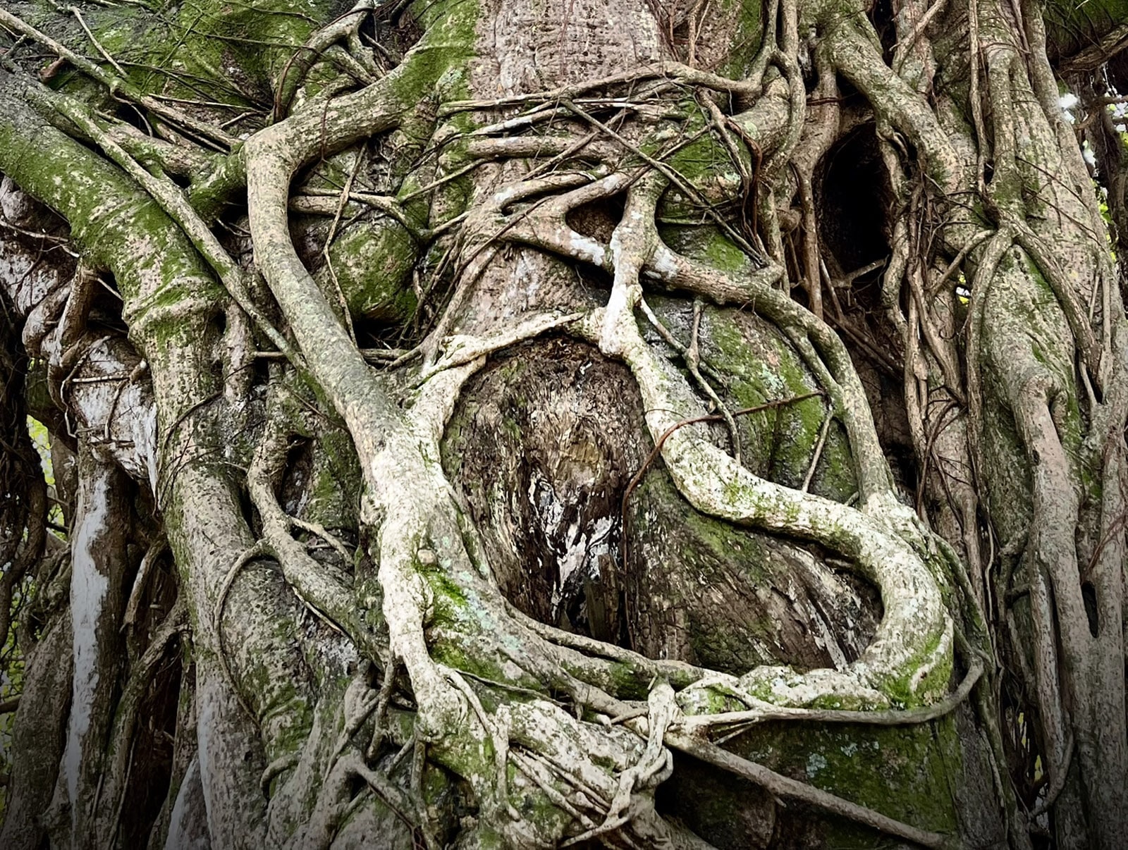 ree at Birch State Park in Fort Lauderdale with a heart formed by a strangler fig. (Photo: Bonnie Gross)