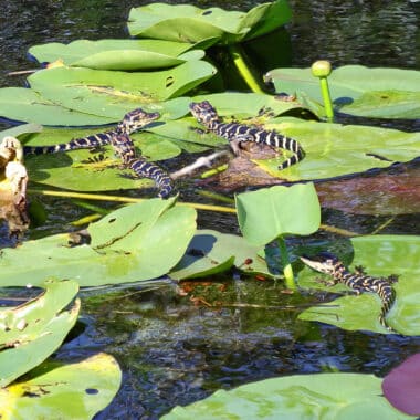 Baby alligators at Shark Valley in Everglades National Park. (Photo: David Blasco)