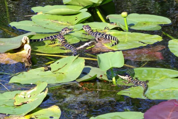Baby alligators at Shark Valley in Everglades National Park. (Photo: David Blasco)