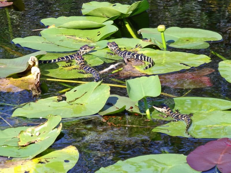 Baby alligators at Shark Valley in Everglades National Park. (Photo: David Blasco)