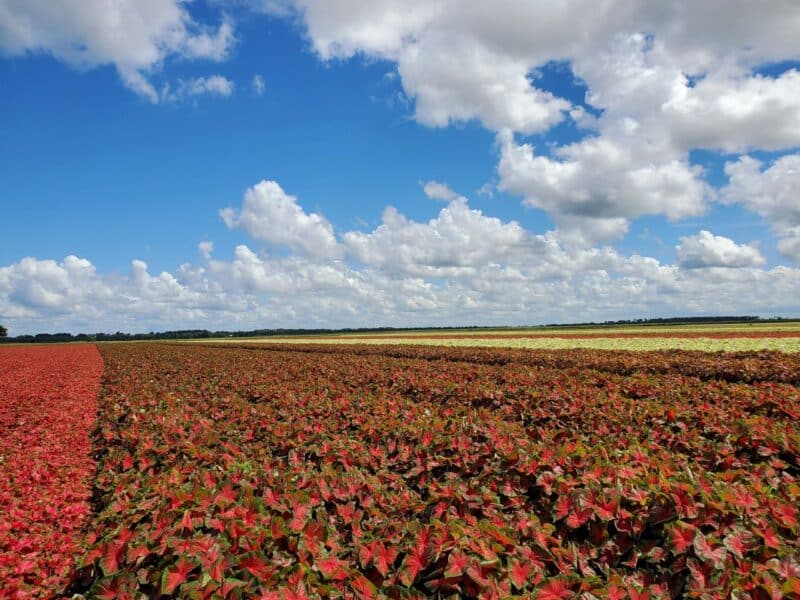 Lake Placid Caladium Festival, July 24-26, 2026. 4 Caladium Fields in Lake Placid in July. (Photo: Visit Sebring)