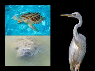 Three Florida Keys animals: Sea turtle, manatee and great white heron.