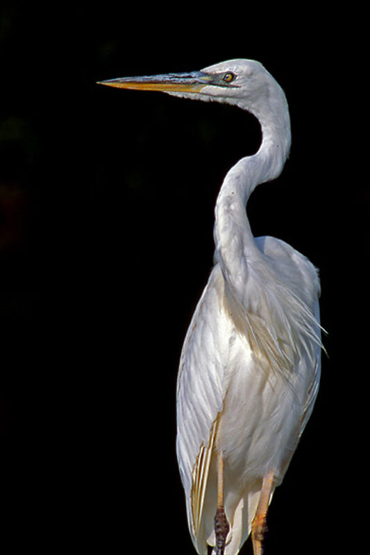 florida keys wildlife 682px Great Blue Heron White Morph 12 Keys animals not to miss and when to see them