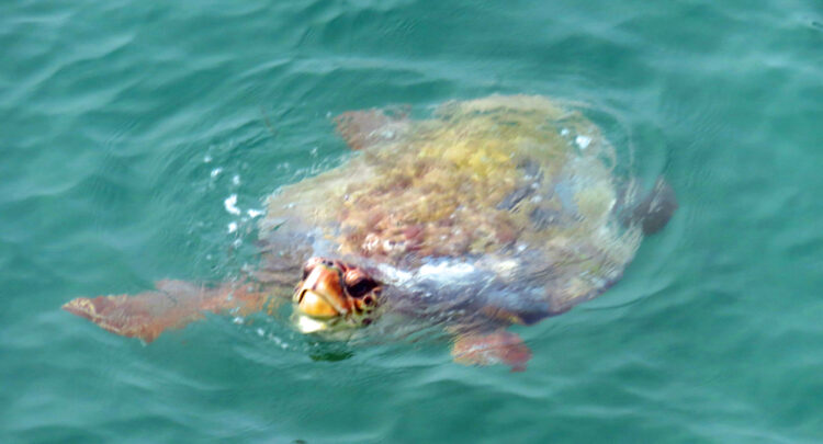 A sea turtle spotted from the Old Seven Mile Bridge. (Photo: David Blasco)