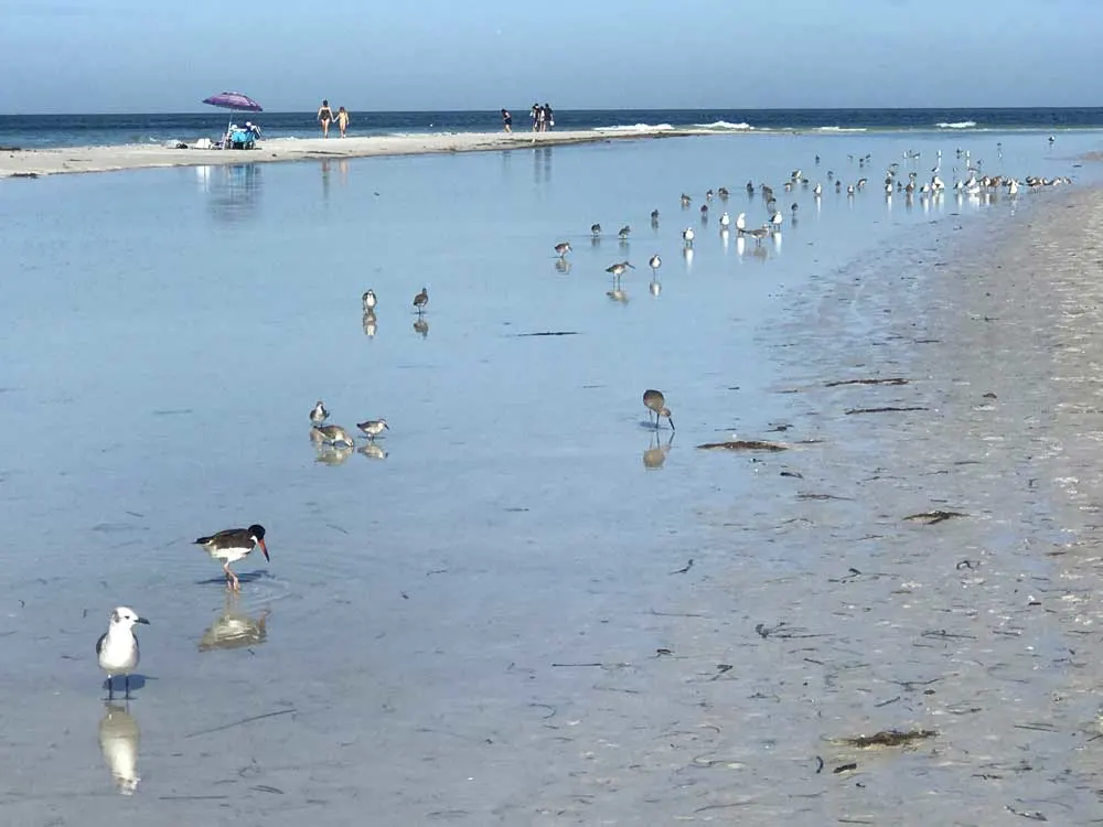 Anna Maria Island: Things to do include strolling the wide, white-sand beach full of seabirds.
