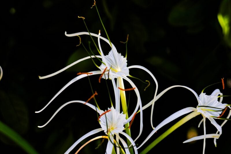 Florida State Parks photo honors: The People's Choice Awards 4 florida state parks Bahia Honda State Park Plants Flowers Pro Hobbyist Harold Beasley Fragile Beauty Florida State Parks photo honors: The People's Choice Awards
