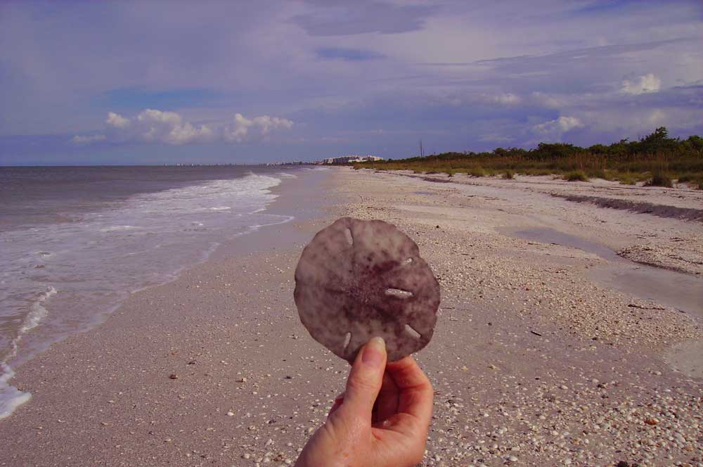 Lucky visitors find sand dollars at Barefoot Beach in Bonita Beach, a quiet beach in Florida that has been ranked as one of the state's best. (Photo: David Blasco)