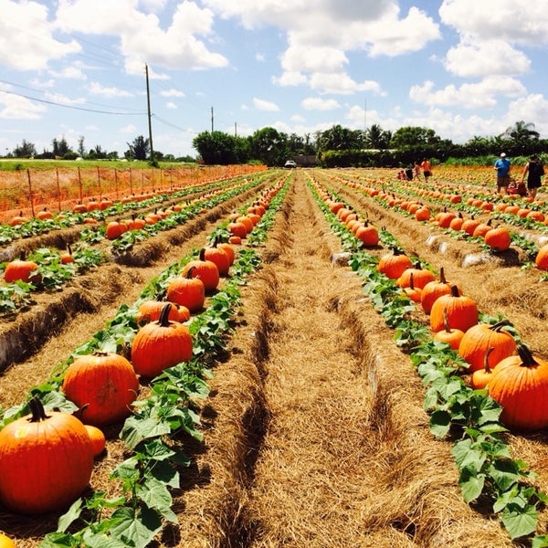 Bedner’s Pumpkin Patch is just one attraction at this Florida Harvest Festival in Boynton Beach. Photo courtesy of Bedner’s.