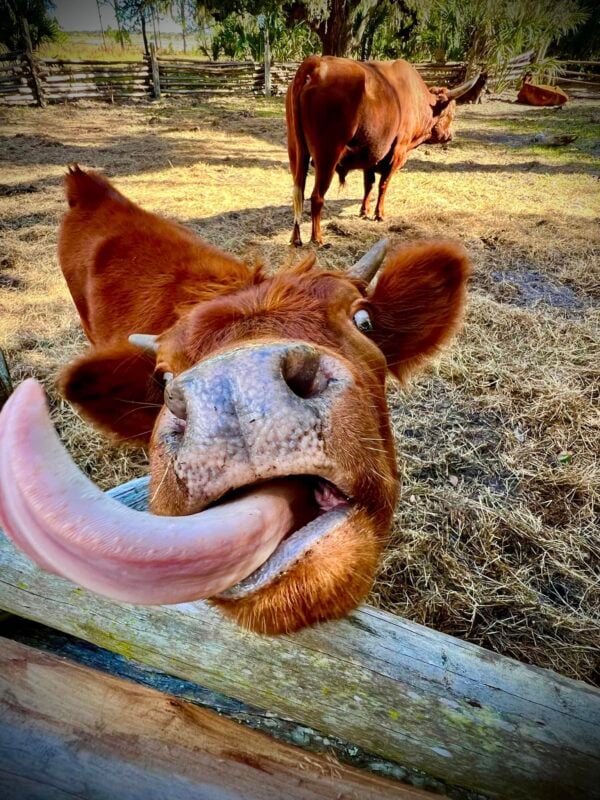 Exploring the Lake Wales Ridge for old-fashioned flavor 5 Cracker cattle Lake Kissimmee State Park. Photo by Beverly Matthews