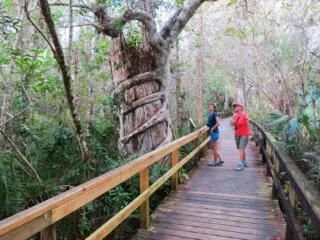 he Big Cypress Bend Boardwalk off the Tamiami Trail is one the most popular places in Fakahatchee Strand Preserve State Park. (Photo: David Blasco)