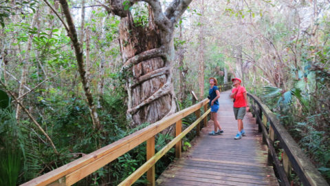he Big Cypress Bend Boardwalk off the Tamiami Trail is one the most popular places in Fakahatchee Strand Preserve State Park. (Photo: David Blasco)