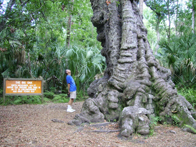 Ancient oak at Highland Hammocks State Park, a stop we recommend on this Miami to Orlando road trip. (Photo: Bonnie Gross)