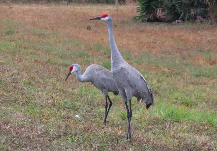 You may see some wildlife along the East Central Regional Rail Trail. These sandhill cranes were hanging out nearby. (Photo: David Blasco)