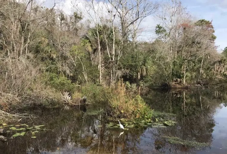 Scenery along the East Central Regional Rail Trail between I-95 and where the trail now is interrupted at Gobblers Lodge Road. (Photo: Bonnie Gross)