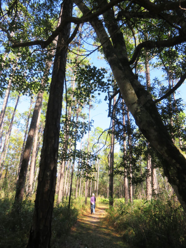 The Chain of Lakes Nature Trail in Blackwater River State Park passes through a longleaf pine forest, an ecosystem that was once widespread but which is now quite rare. (Photo: David Blasco)