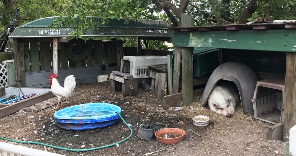 Farm animals, including several pigs, chickens and a goat, share the space at Whidden's Marina in Boca Grande. (Photo: Bonnie Gross)