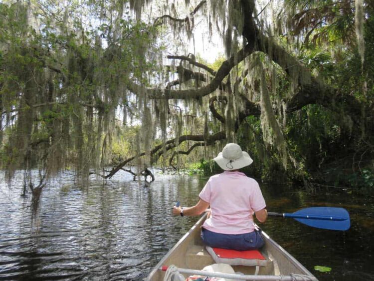 Large trees draped in Spanish moss add to the scenery along the Braden River from Jiggs Landing to Linger Lodge. 