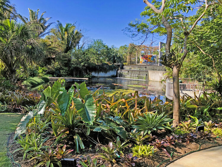 The Kapnick Brazilian Garden was designed by Miami landscape architect Raymond Jungles, a protégé of Roberto Burle Marx. It was Marx who created the mosaic at the top of the waterfall. This is the only such work of Marx in the United States. Photo by Deborah Hartz-Seeley. 