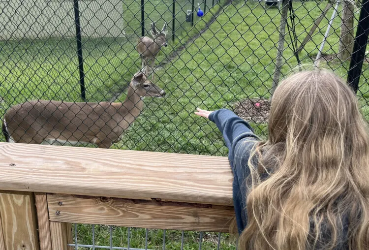 The deer at Busch Wildlife Sanctuary came close the fence and kids were delighted. (Photo: Bonnie Gross)