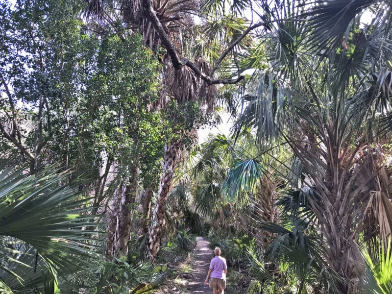 Historic Jungle Trail is an unpaved road to explore original Florida 5 Jungle Trail Captain Forster Hammock HR Historic Jungle Trail is an unpaved road to explore original Florida