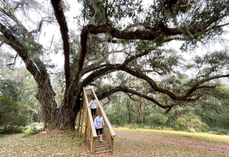 On the grounds, you take a stairway into a live oak tree in the same location that owner Raymond Robins built himself a tree house. (Photo: Bonnie Gross) 