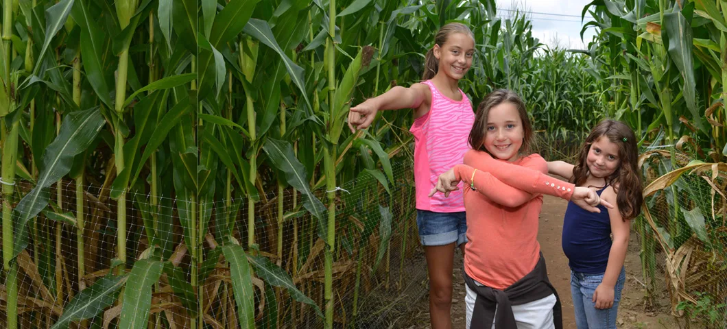 Florida harvest festivals: The corn maze beckons at the Corn Maze Orlando. Photo courtesy of Corn Maze Orlando.