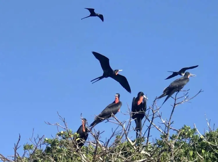 Florida Keys wildlife: Magnificent frigate birds displaying breeding plumage. (Photo: Bonnie Gross)