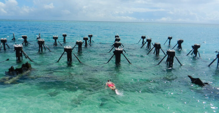 Snorkeling at Dry Tortugas National Park is excellent. These pilings, ruins of coaling docks from around 1900, attract a great range of creatures large and small and are encrusted with colorful coral. (Photo: David Blasco)