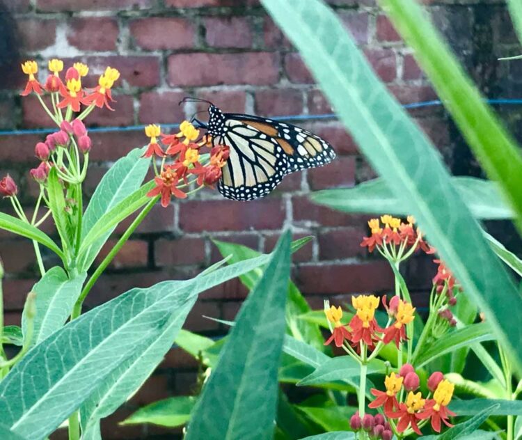 The butterfly garden at West Martello Tower was aflutter with wings. (Photo: Bonnie Gross)