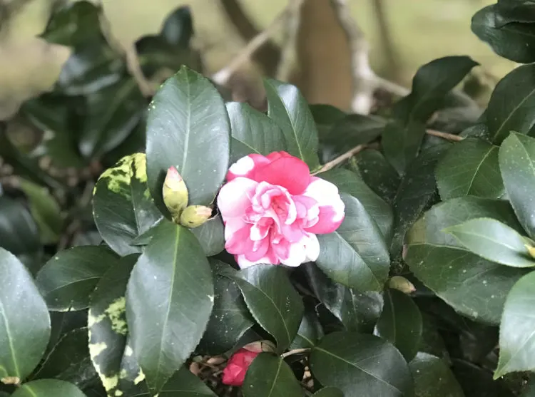 A camellia in bloom at Eden Gardens State Park. (Photo: Bonnie Gross)