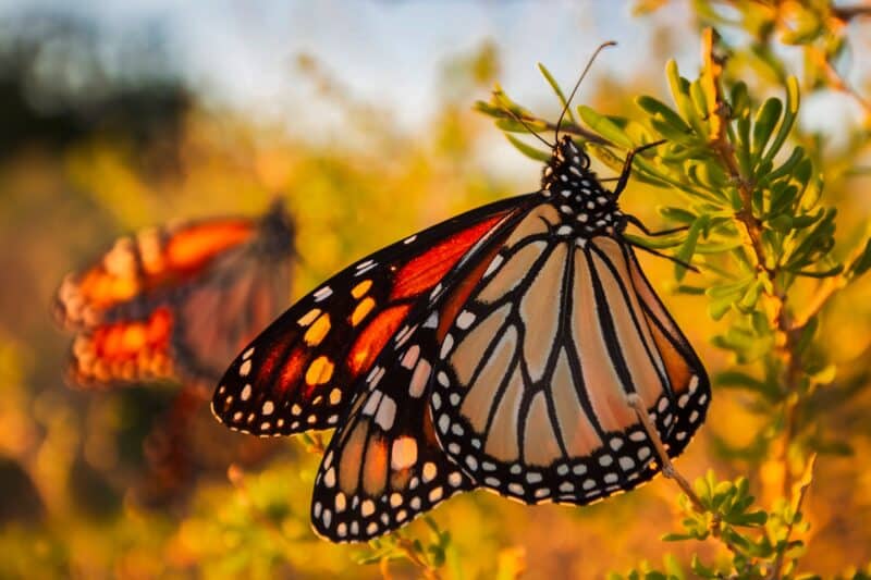 Florida State Parks photo honors: The People's Choice Awards 5 florida state parks Edward Ball Wakulla Springs State Park Small Wonders Pro Hobbyist Randy Traynor Golden Hour Florida State Parks photo honors: The People's Choice Awards