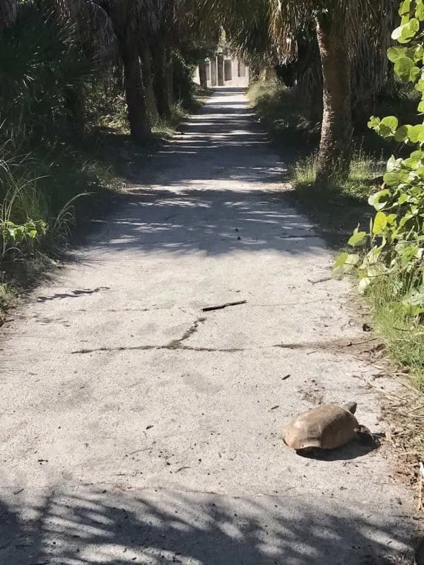 One of the delights of Egmont Key are the gopher tortoises, which are easy to spot. (Photo: Bonnie Gross)