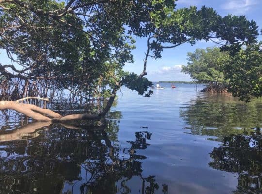 Emerson Point Emerson Point Preserve: 4 reasons to discover this jewel in Palmetto