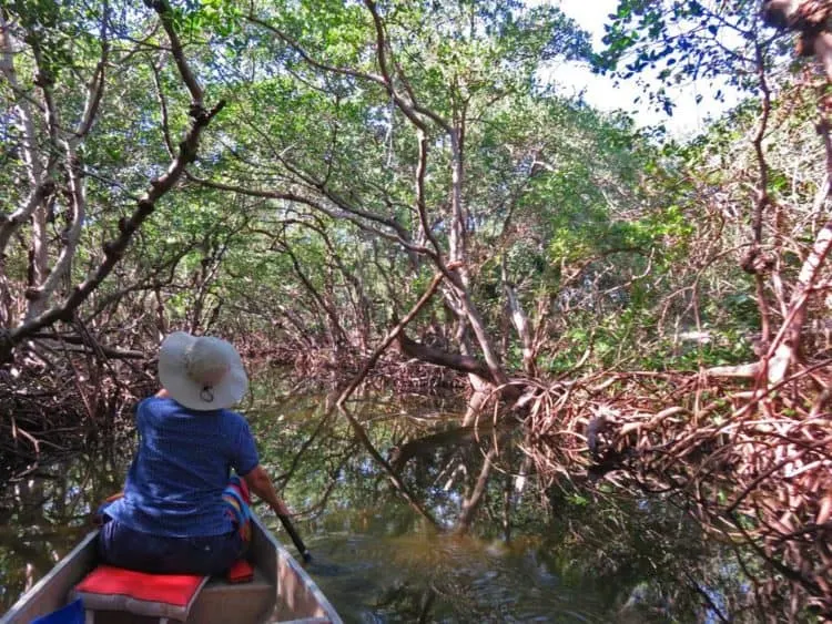 Inside Emerson Point Preserve in Palmetto, the kayak trail starts out travelling through pretty mangrove tunnels. (Photo: David Blasco)