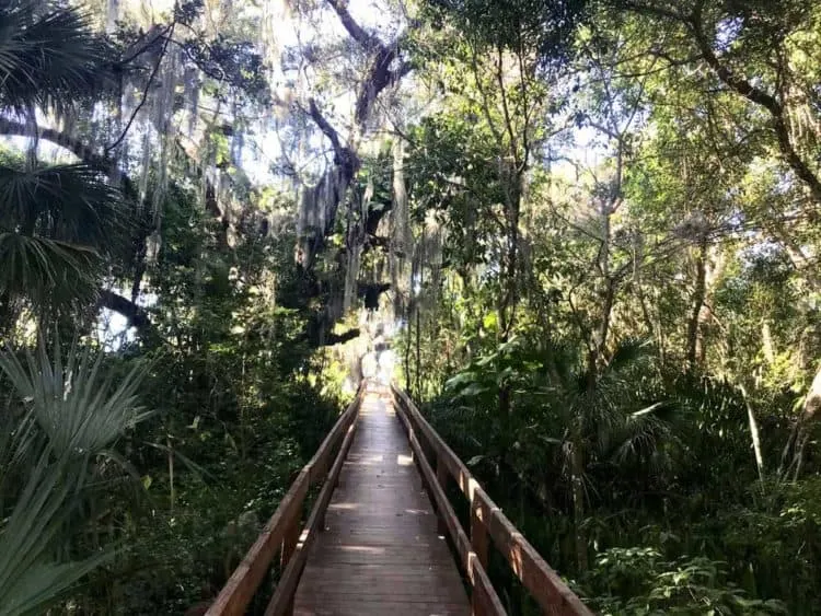 Emerson Point Preserve: A boardwalk takes you over the jungly Portavant Temple Mound, an archaeological site listed on the U.S. National Register of Historic Places. (Photo: Bonnie Gross)