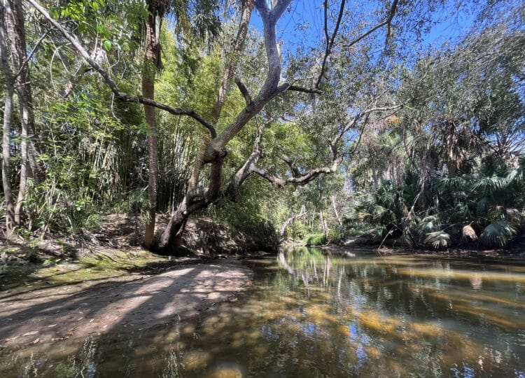 Upstream on Estero River is a gem for kayakers near Naples and Fort Myers 6 A shallow spot in the Estero River, surrounded by thick vegetation. (Photo: Bonnie Gross)