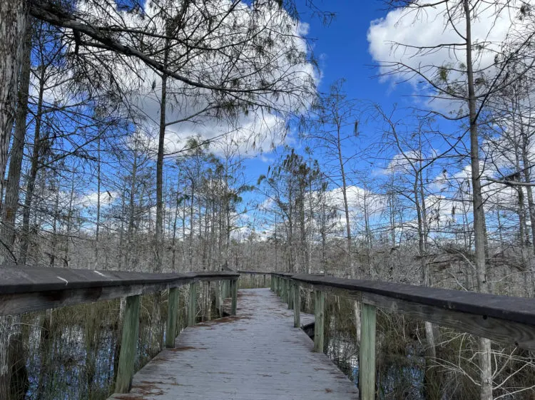 everglades national park Everglades NP boardwalk bald cypress Everglades National Park: Insider tips for first-time visitors