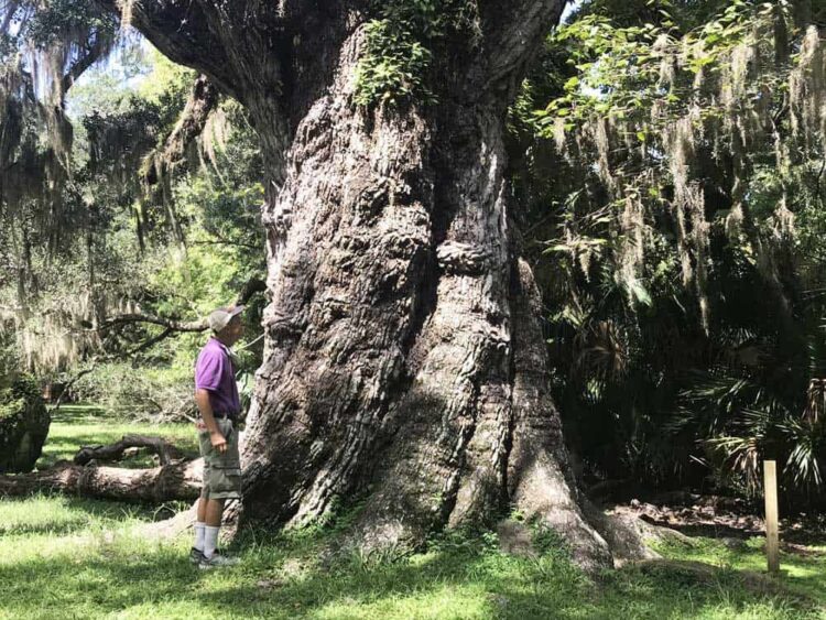 The massive Fairchild Oak at Bulow Creek State Park. (Photo: Bonnie Gross)