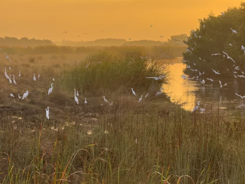 Florida State Parks photo contest: Grand Prize winners 'Capture the Real Florida' 8 Birds of a Feather Fakahatchee Strand Preserve State Park