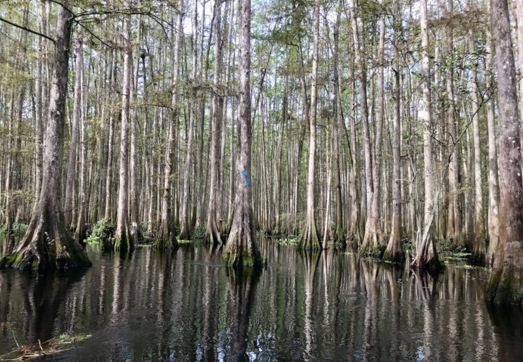 The kayak trail on Fisheating Creek at times goes through what looks like an impenetrable cypress forest. But the blue blazes (tree at center) keep you on the trail. (Photo: Bonnie Gross)