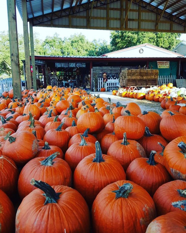 It wouldn’t be a Florida fall harvest festival without pumpkins at Fruitville Grove Pumpkin Festival. Photo courtesy Fruitville Grove