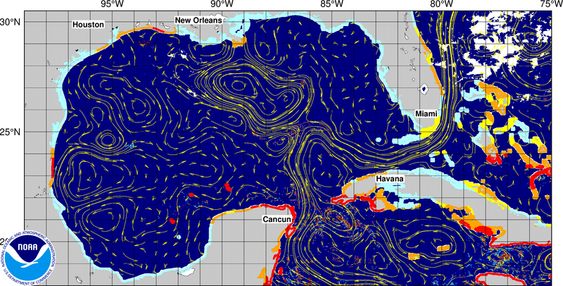 Seaweed Updates 5 sargassum seaweed GOMF 1 1 Seaweed Updates