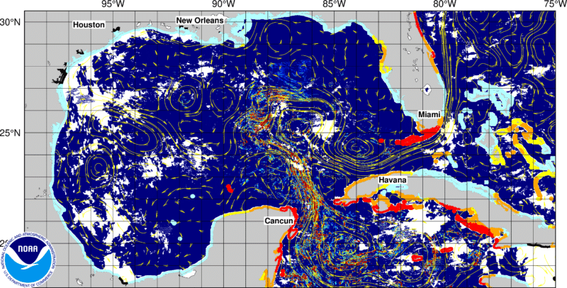 Today's Seaweed Snapshot 2 sargassum seaweed GOMF 10 Today's Seaweed Snapshot