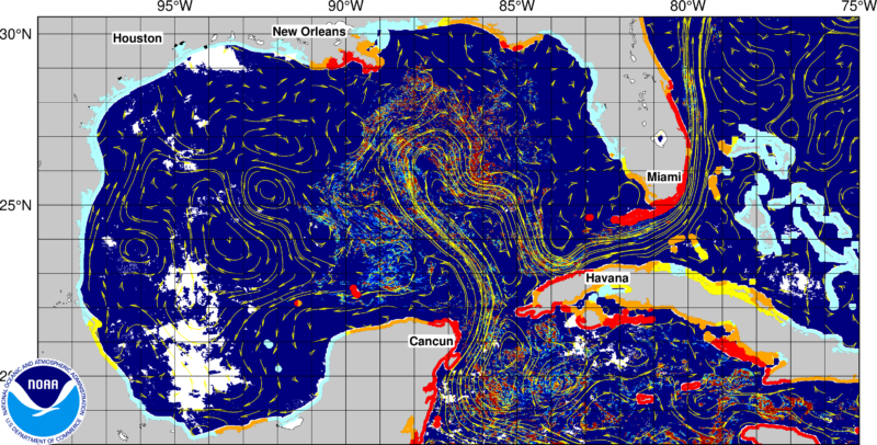 Today's seaweed snapshot 6 sargassum seaweed GOMF 12 Today's seaweed snapshot