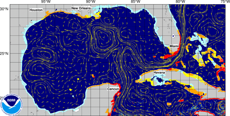 Seaweed Updates 5 sargassum seaweed GOMF 2 Seaweed Updates