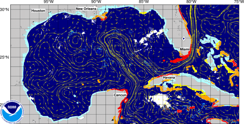 Today's seaweed snapshot 4 sargassum seaweed GOMF 26 Today's seaweed snapshot