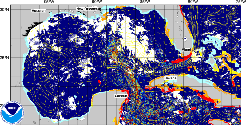 Today's Seaweed Snapshot 1 sargassum seaweed GOMF 8 Today's Seaweed Snapshot