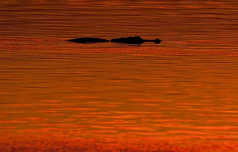 Oops! Page not found 1 page not found Gator Matthew Paulson Photo Oops! Page not found