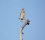 Birds hold court at Wakodahatchee Wetlands & Green Cay 8 Hawk at Green Cay Wetlands
