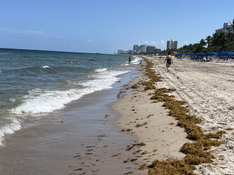 Today's seaweed snapshot 5 sargassum seaweed IMG 2563 Today's seaweed snapshot